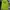 PALACE Casual Hoody Pria green photo 2