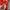 Luxury Casual Formal shirt Pria red photo 3