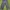 Dickies Streetwear Skater Casual pants Pria navy photo 4