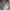 Adidas Sportswear Jersey Pria gray photo 3