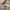 Burberry Luxury Polo shirt Pria gray photo 7