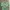 3MONGKIS Coquette Casual Shirt Wanita Green