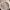 Daks Vintage Casual Hat Pria cream photo 6