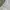 Dickies Vintage Casual Formal pants Pria cream photo 2