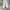 Dickies Vintage Casual Formal pants Pria cream photo 1