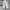 Dickies Vintage Casual Formal Pants Pria Cream