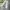 Dickies Vintage Casual Formal pants Pria cream photo 3