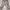 Streetwear Sportswear Short Pria tan cream photo 1