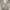Streetwear Sportswear Short Pria tan cream photo 2
