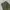 Japanese brand Vintage Biker Casual pants Pria green photo 6