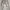 Futurist Casual Jeans Pria silver gray photo 1