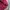 Skater Casual Harrington jacket Pria burgundy photo 8