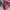 Skater Casual Harrington jacket Pria burgundy photo 3