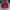 Skater Casual Harrington jacket Pria burgundy photo 4