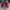 Skater Casual Harrington jacket Pria burgundy photo 1