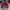 Skater Casual Harrington Jacket Pria Burgundy