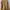 Jack & Milly Luxury Parka Pria Tan Khaki