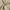 Crocodile Casual Casual pants Pria khaki photo 4