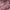 Coquette Cardigan Wanita multicolor photo 5