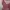 Coquette Cardigan Wanita multicolor photo 3