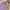 Casual Sweatshirt Wanita purple photo 3