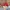 Zephyr D'Urban Vintage Pria red photo 3