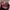 Zephyr D'Urban Vintage Pria red photo 5