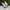 Adidas Casual Sneakers Pria white tan photo 1