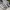 Adidas Casual Sneakers Pria white gray photo 2