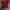 Adidas Sportswear T-shirt Pria red photo 2