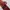 Vintage Pria white red photo 5