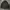 Dickies Gorpcore Windbreaker Pria black photo 2