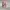 Steve Madden Coquette Casual Heels Wanita pink photo 1