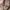 Berning Sho Grunge Goth Fur coat Pria brown photo 4