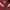 Dickies Casual Track jacket Pria white red photo 5