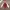 Dickies Casual Track jacket Pria white red photo 1