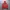 Adidas Casual Hoody Pria burgundy photo 5