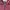 Adidas Casual Hoody Pria burgundy photo 4