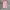 Luxury Blouse Wanita pink photo 2