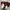 Dickies Streetwear Casual Short Pria burgundy photo 5