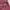 Dickies Streetwear Casual Short Pria burgundy photo 4