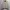 Polo Ralph Lauren Vintage Harrington Jacket Pria Tan