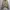 Polo Ralph Lauren Casual Harrington jacket Pria brown photo 1