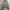 Polo Ralph Lauren Casual Harrington Jacket Pria Brown