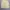 Dickies Vintage Y2K Short Pria cream photo 2