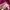 Mammut Sportswear Windbreaker Wanita purple pink photo 6