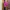 Mammut Sportswear Windbreaker Wanita purple pink photo 3
