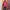 Gorpcore Casual Windbreaker Pria burgundy photo 3