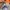 New Balance Sportswear Sneakers Wanita tan photo 7