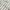 Hush Puppies Grunge Indie Casual shirt Pria cream photo 7